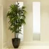 Fast Growing Trees Bamboo Trees Black Bamboo 1 Fast Growing Trees Bamboo Trees Black Bamboo