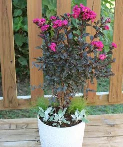 Fast Growing Trees Black Diamond® Crape Myrtle - Mystic Magenta™ Crape Myrtles 7 Fast Growing Trees Black Diamond® Crape Myrtle - Mystic Magenta™ Crape Myrtles