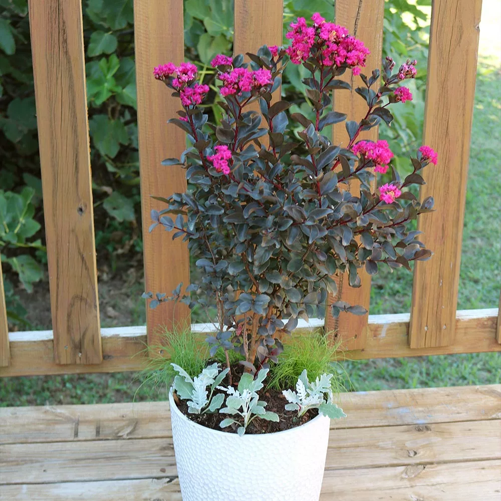 Fast Growing Trees Black Diamond® Crape Myrtle - Mystic Magenta™ Crape Myrtles 5 Fast Growing Trees Black Diamond® Crape Myrtle - Mystic Magenta™ Crape Myrtles