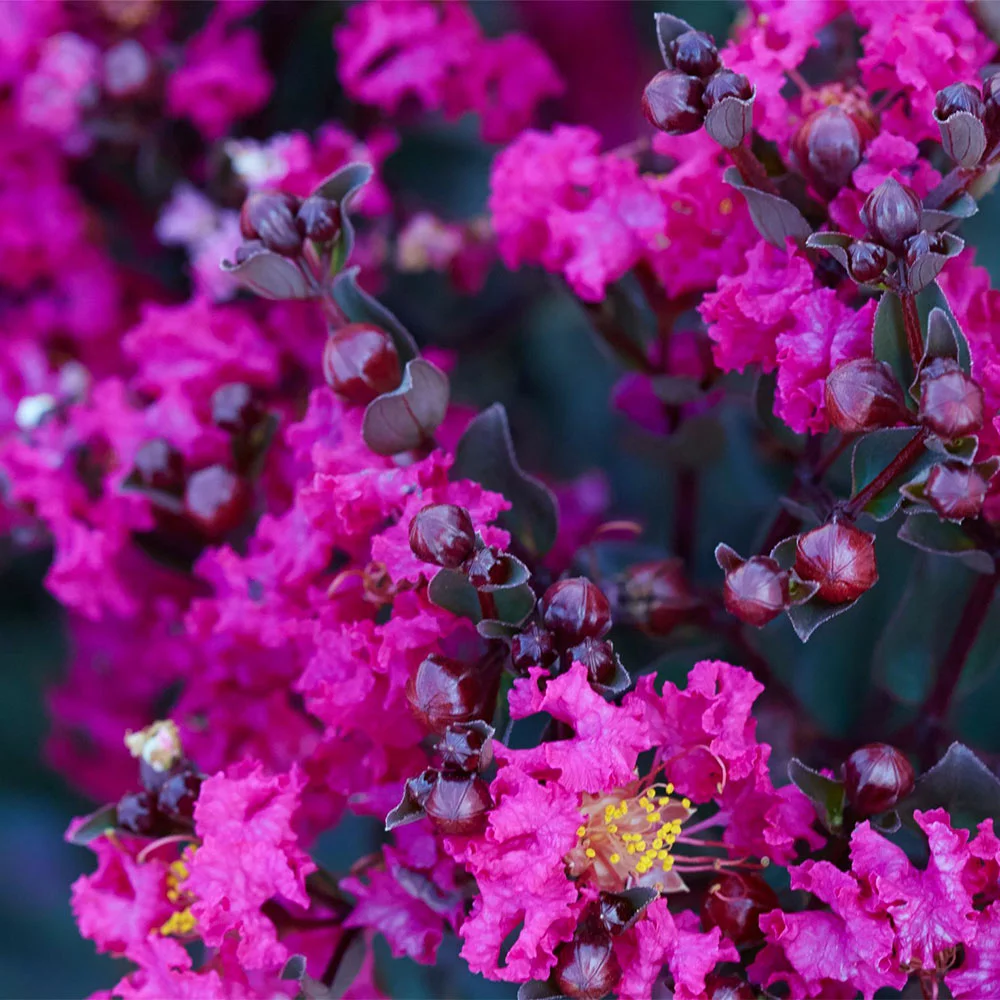 Fast Growing Trees Black Diamond® Crape Myrtle - Mystic Magenta™ Crape Myrtles 4 Fast Growing Trees Black Diamond® Crape Myrtle - Mystic Magenta™ Crape Myrtles