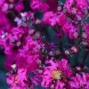 Fast Growing Trees Black Diamond® Crape Myrtle - Mystic Magenta™ Crape Myrtles 2 Fast Growing Trees Black Diamond® Crape Myrtle - Mystic Magenta™ Crape Myrtles