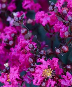 Fast Growing Trees Black Diamond® Crape Myrtle - Mystic Magenta™ Crape Myrtles