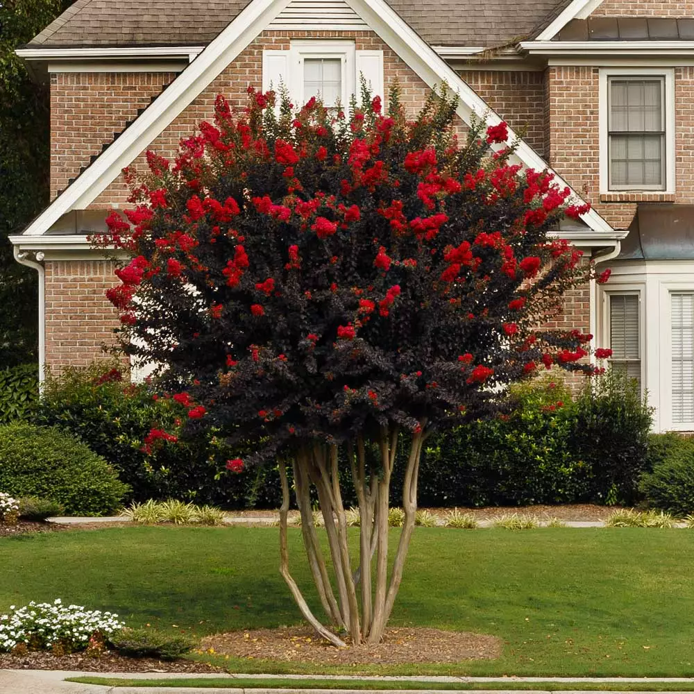 Fast Growing Trees Black Diamond® Crape Myrtle - Best Red™ 4 Fast Growing Trees Black Diamond® Crape Myrtle - Best Red™