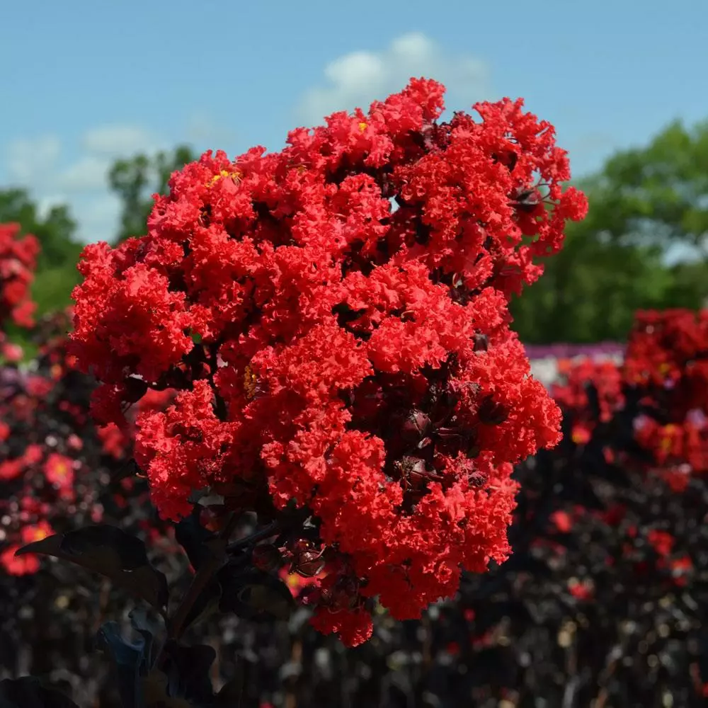 Fast Growing Trees Black Diamond® Crape Myrtle - Best Red™ 5 Fast Growing Trees Black Diamond® Crape Myrtle - Best Red™