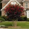Fast Growing Trees Black Diamond® Crape Myrtle - Best Red™ 2 Fast Growing Trees Black Diamond® Crape Myrtle - Best Red™