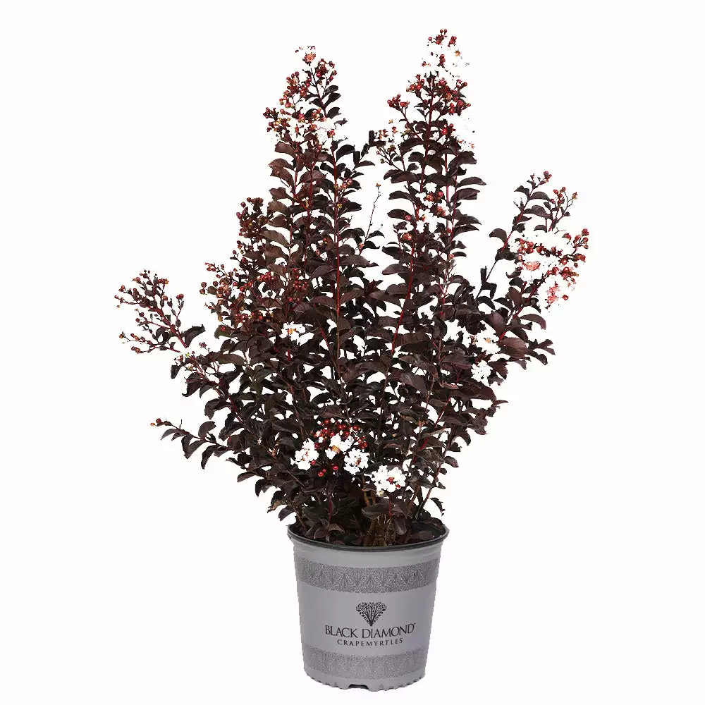 Fast Growing Trees Black Diamond® Crape Myrtle - Pure White™ Crape Myrtles 6 Fast Growing Trees Black Diamond® Crape Myrtle - Pure White™ Crape Myrtles