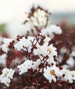 Fast Growing Trees Black Diamond® Crape Myrtle - Pure White™ Crape Myrtles