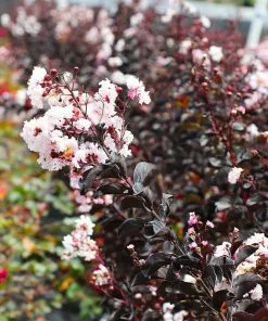 Fast Growing Trees Black Diamond® Crape Myrtle - Pure White™ Crape Myrtles 11 Fast Growing Trees Black Diamond® Crape Myrtle - Pure White™ Crape Myrtles