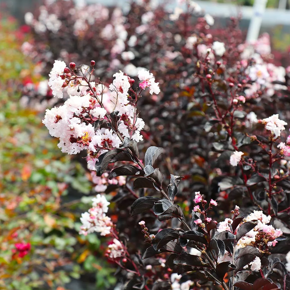 Fast Growing Trees Black Diamond® Crape Myrtle - Pure White™ Crape Myrtles 7 Fast Growing Trees Black Diamond® Crape Myrtle - Pure White™ Crape Myrtles