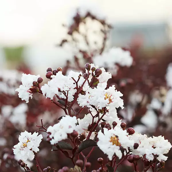 Fast Growing Trees Black Diamond® Crape Myrtle - Pure White™ Crape Myrtles 3 Fast Growing Trees Black Diamond® Crape Myrtle - Pure White™ Crape Myrtles