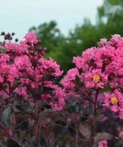 Fast Growing Trees Black Diamond® Shell Pink™ Crape Myrtle Shrub 11 Fast Growing Trees Black Diamond® Shell Pink™ Crape Myrtle Shrub
