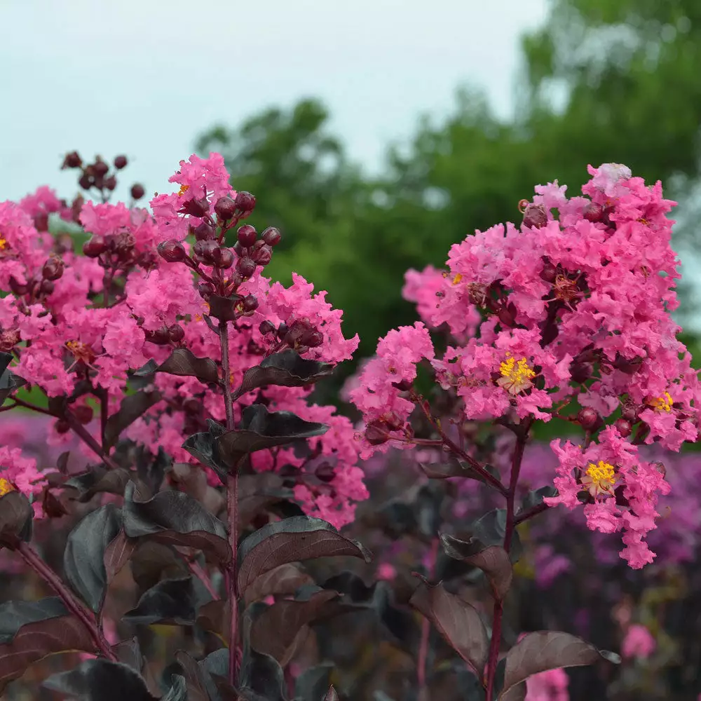 Fast Growing Trees Black Diamond® Shell Pink™ Crape Myrtle Shrub 6 Fast Growing Trees Black Diamond® Shell Pink™ Crape Myrtle Shrub
