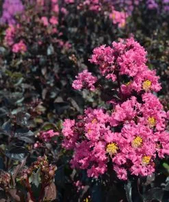 Fast Growing Trees Black Diamond® Shell Pink™ Crape Myrtle Shrub 13 Fast Growing Trees Black Diamond® Shell Pink™ Crape Myrtle Shrub