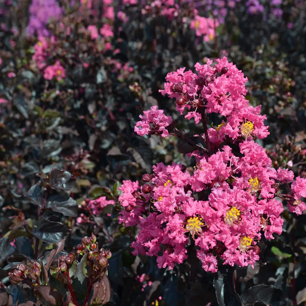 Fast Growing Trees Black Diamond® Shell Pink™ Crape Myrtle Shrub 8 Fast Growing Trees Black Diamond® Shell Pink™ Crape Myrtle Shrub