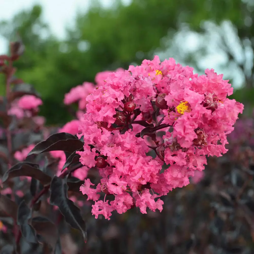 Fast Growing Trees Black Diamond® Shell Pink™ Crape Myrtle Shrub 4 Fast Growing Trees Black Diamond® Shell Pink™ Crape Myrtle Shrub