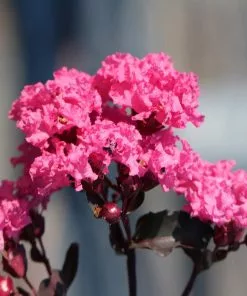 Fast Growing Trees Black Diamond® Shell Pink™ Crape Myrtle Shrub 10 Fast Growing Trees Black Diamond® Shell Pink™ Crape Myrtle Shrub