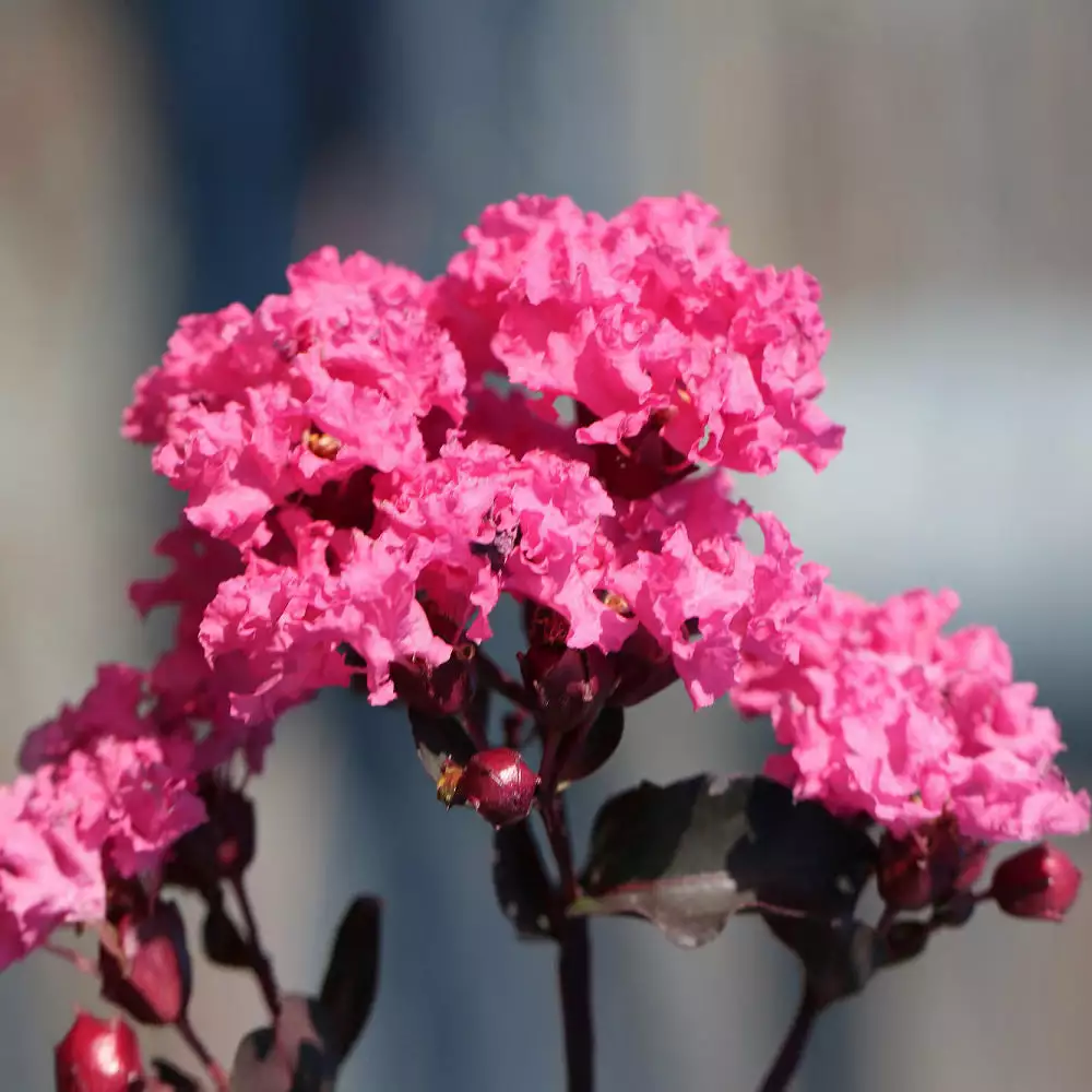 Fast Growing Trees Black Diamond® Shell Pink™ Crape Myrtle Shrub 5 Fast Growing Trees Black Diamond® Shell Pink™ Crape Myrtle Shrub