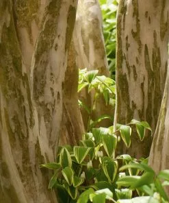 Fast Growing Trees Black Diamond® Shell Pink™ Crape Myrtle Shrub 12 Fast Growing Trees Black Diamond® Shell Pink™ Crape Myrtle Shrub