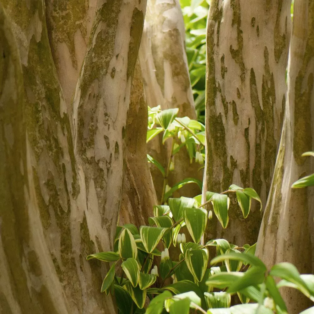 Fast Growing Trees Black Diamond® Shell Pink™ Crape Myrtle Shrub 7 Fast Growing Trees Black Diamond® Shell Pink™ Crape Myrtle Shrub
