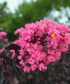 Fast Growing Trees Black Diamond® Shell Pink™ Crape Myrtle Shrub