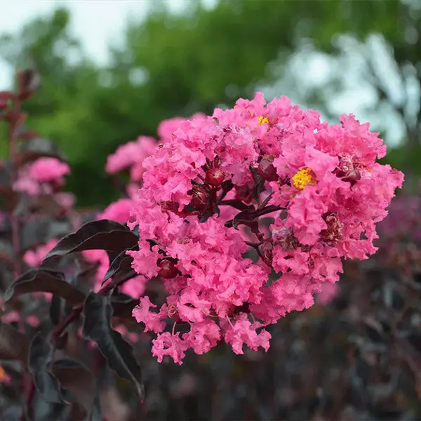 Fast Growing Trees Black Diamond® Shell Pink™ Crape Myrtle Shrub 3 Fast Growing Trees Black Diamond® Shell Pink™ Crape Myrtle Shrub