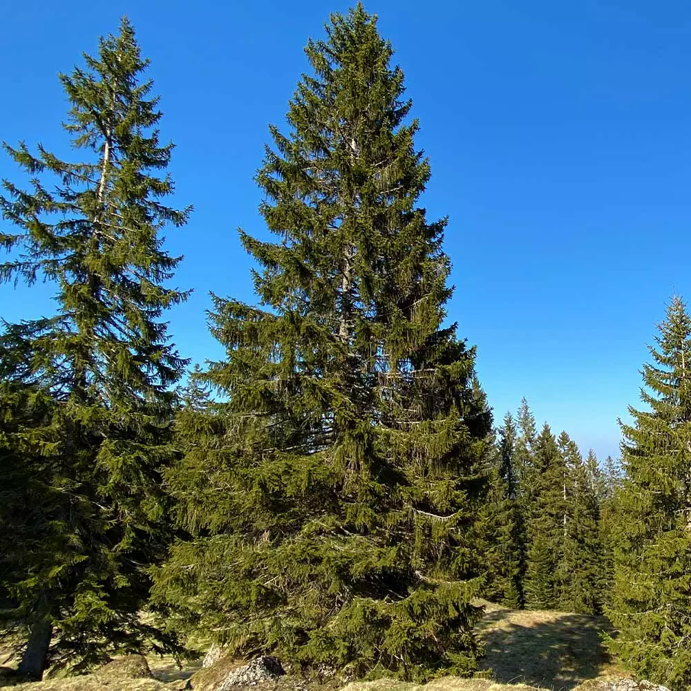 Fast Growing Trees Black Hills Spruce Tree Spruce Trees 5 Fast Growing Trees Black Hills Spruce Tree Spruce Trees