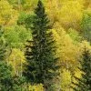 Fast Growing Trees Black Hills Spruce Tree Spruce Trees 1 Fast Growing Trees Black Hills Spruce Tree Spruce Trees
