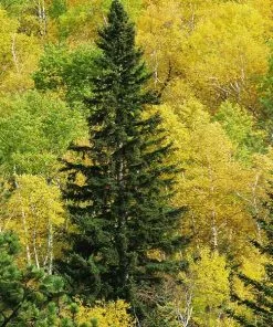 Fast Growing Trees Black Hills Spruce Tree Spruce Trees