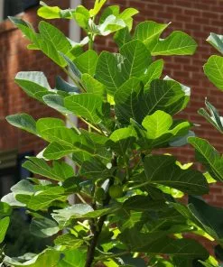 Fast Growing Trees Fig Trees Black Mission Fig 11 Fast Growing Trees Fig Trees Black Mission Fig