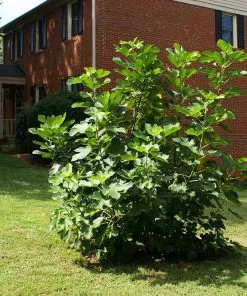 Fast Growing Trees Fig Trees Black Mission Fig 10 Fast Growing Trees Fig Trees Black Mission Fig