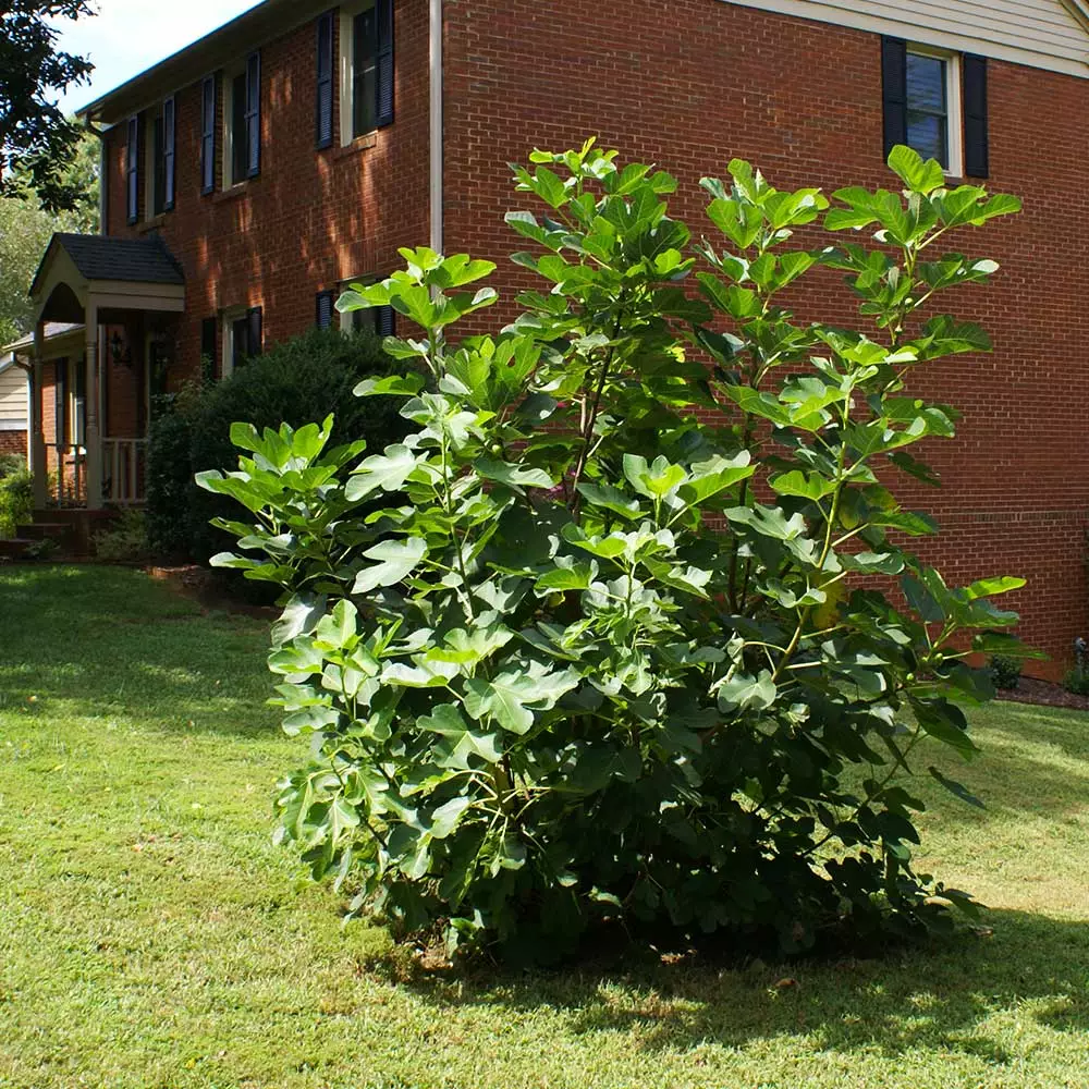 Fast Growing Trees Black Mission Fig Salt Tolerant Plants 6 Fast Growing Trees Black Mission Fig Salt Tolerant Plants
