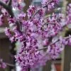 Fast Growing Trees Black Pearl™ Redbud Tree Redbud Trees