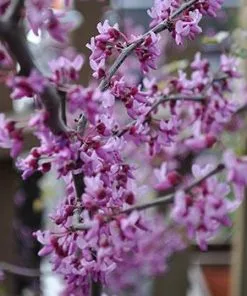 Fast Growing Trees Black Pearl™ Redbud Tree Redbud Trees