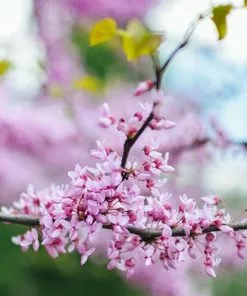 Fast Growing Trees Black Pearl™ Redbud Tree Redbud Trees 9 Fast Growing Trees Black Pearl™ Redbud Tree Redbud Trees