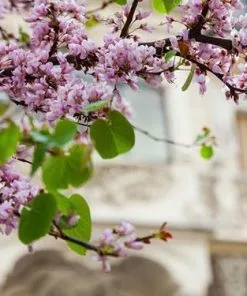 Fast Growing Trees Black Pearl™ Redbud Tree Redbud Trees