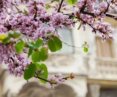 Fast Growing Trees Black Pearl™ Redbud Tree Redbud Trees 4 Fast Growing Trees Black Pearl™ Redbud Tree Redbud Trees