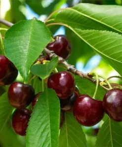 Fast Growing Trees Black Tartarian Cherry Tree 9 Fast Growing Trees Black Tartarian Cherry Tree