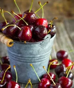 Fast Growing Trees Black Tartarian Cherry Tree