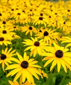 Fast Growing Trees Goldsturm Black-Eyed Susan 7 Fast Growing Trees Goldsturm Black-Eyed Susan