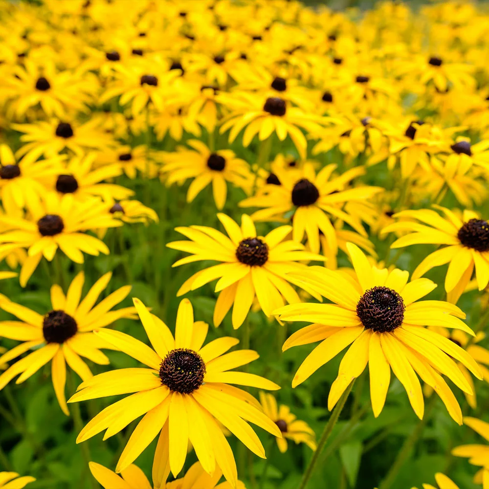 Fast Growing Trees Goldsturm Black-Eyed Susan 4 Fast Growing Trees Goldsturm Black-Eyed Susan
