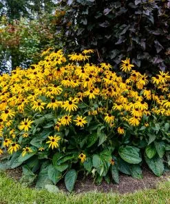 Fast Growing Trees Goldsturm Black-Eyed Susan 8 Fast Growing Trees Goldsturm Black-Eyed Susan