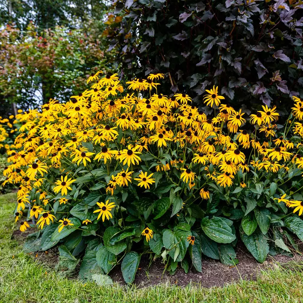 Fast Growing Trees Goldsturm Black-Eyed Susan 5 Fast Growing Trees Goldsturm Black-Eyed Susan