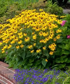Fast Growing Trees Goldsturm Black-Eyed Susan 9 Fast Growing Trees Goldsturm Black-Eyed Susan