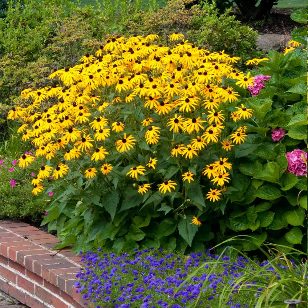 Fast Growing Trees Goldsturm Black-Eyed Susan 6 Fast Growing Trees Goldsturm Black-Eyed Susan