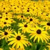 Fast Growing Trees Goldsturm Black-Eyed Susan 2 Fast Growing Trees Goldsturm Black-Eyed Susan