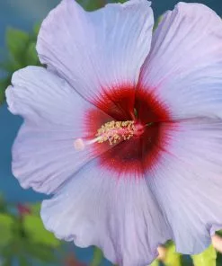 Fast Growing Trees Summer Spice® Hardy Hibiscus Bleu Brulee™ 7 Fast Growing Trees Summer Spice® Hardy Hibiscus Bleu Brulee™