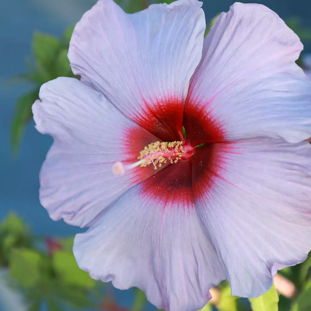 Fast Growing Trees Summer Spice® Hardy Hibiscus Bleu Brulee™ 5 Fast Growing Trees Summer Spice® Hardy Hibiscus Bleu Brulee™