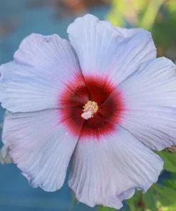 Fast Growing Trees Summer Spice® Hardy Hibiscus Bleu Brulee™