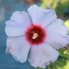 Fast Growing Trees Summer SpiceĀ® Hardy Hibiscus Bleu Brulee⢠1 Fast Growing Trees Summer SpiceĀ® Hardy Hibiscus Bleu Bruleeā¢