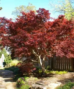 Fast Growing Trees Bloodgood Japanese Maple
